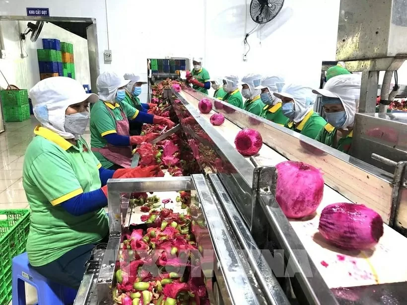 Diversifying markets – key for agricultural product exports to achieve yearly target: experts Diversifying markets – key for agricultural product exports to achieve yearly target: experts