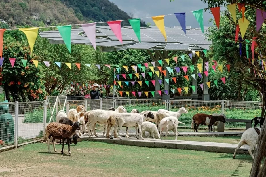 Chăn nuôi cừu vừa là giải pháp dọn cỏ, vừa là thú vui đời thường. Chăn nuôi cừu vừa là giải pháp dọn cỏ, vừa là thú vui đời thường.