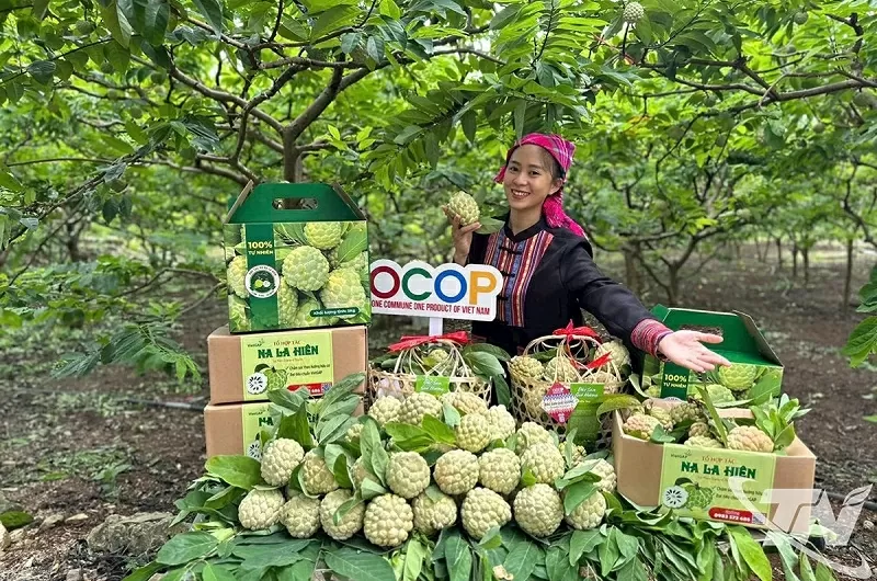 14th National Party Congress: Unleashing the creativity of Vietnamese farmers, propelling agriculture and rural areas to thrive in the new era 14th National Party Congress: Unleashing the creativity of Vietnamese farmers, propelling agriculture and rural areas to thrive in the new era