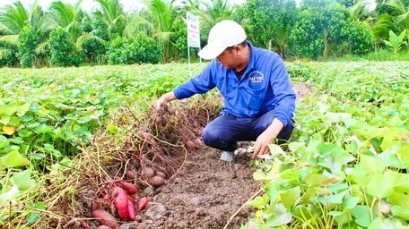 Vinh Long, Japan’s WAGO Group explore cooperation in agro-exports and biomass energy