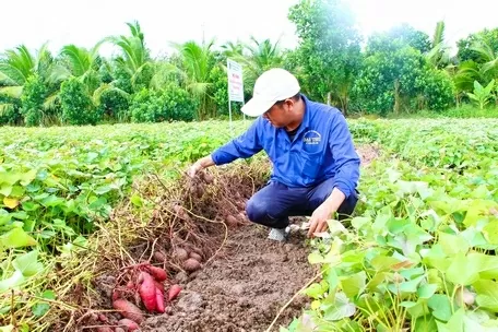 Japanese firm eyes biomass power, agro-processing projects in Vinh Long