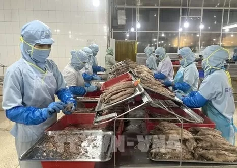 Workers produce canned tuna at the Seaspimex factory in Ho Chi Minh City. (Photo: VNA) Workers produce canned tuna at the Seaspimex factory in Ho Chi Minh City. (Photo: VNA)