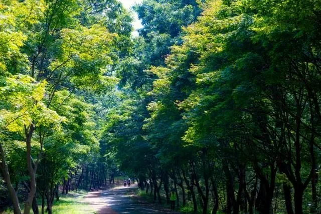 Seoul National University’s ‘secret forest’ to open after 58 years Seoul National University’s ‘secret forest’ to open after 58 years