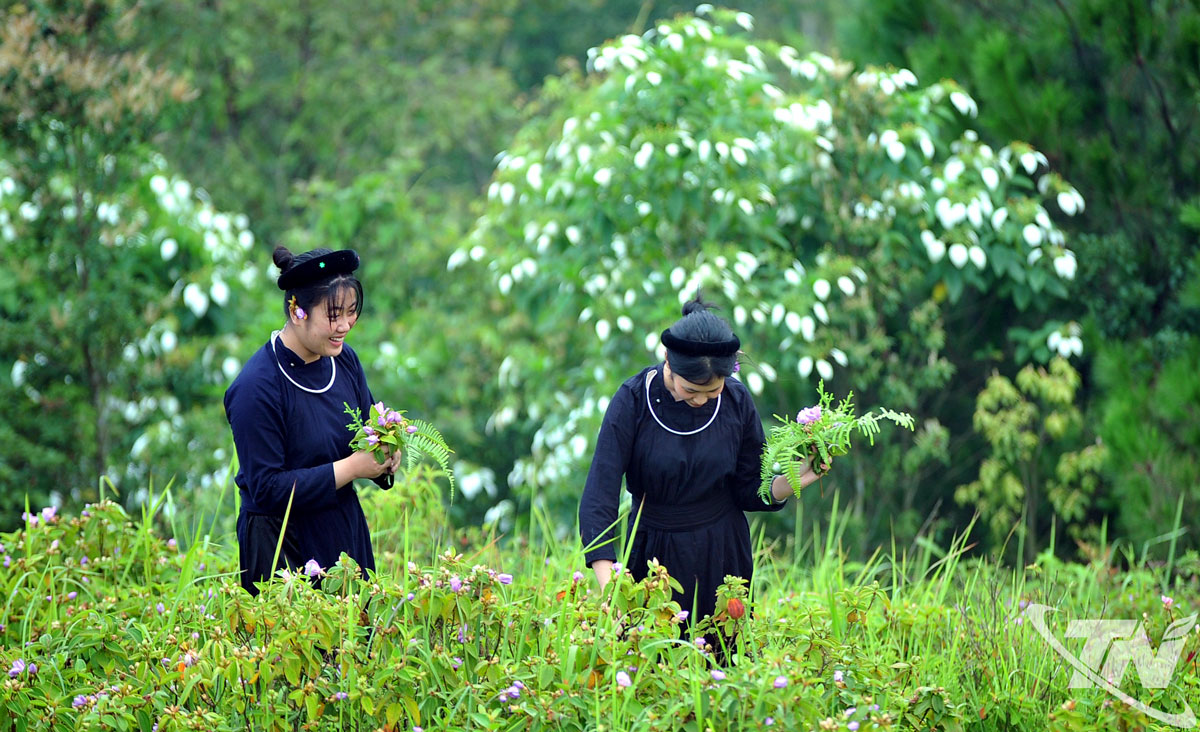 Immersed in the vast skies of Lung Trang grassland, Thai Nguyen province