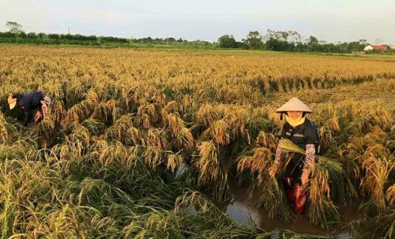 The radiant beauty of Vietnamese women shines through every moment of labour