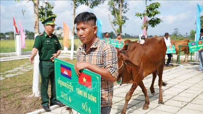 Poor households on Vietnam-Cambodia border given cattle for livelihoods