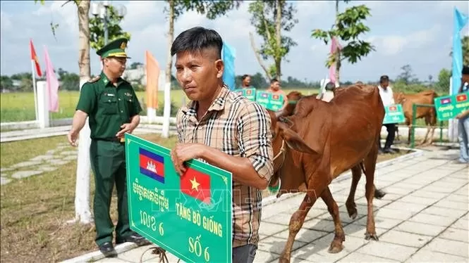Local residents take the donated breeding cows home. (Photo: VNA)