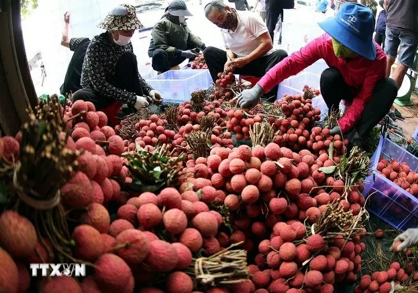 The northern province of Bac Ninh will focus on implementing multiple measures to enhance the value of imports and exports in the locality by promoting the direct export of its key and high-potential products, according to Vice Chairman of the provincial People’s Committee Ngo Tan Phuong.  The official said that the province plans to encourage the transfer of modern production technologies to reduce costs, lower product prices and meet export demand; improve the quality and value of processed products; develop strong brands; increase formal exports; and gradually reduce informal trade.  Bac Ninh is pursuing sustainable export development, leveraging comparative advantages and shifting towards deeper, value-added growth. Emphasis is placed on efficiently using resources, protecting the ecological environment, and addressing social issues, said Phuong.  The province seeks to raise the proportion of processed and high value-added products with significant scientific, technological and innovation content, including green and circular economy products and environmentally-friendly goods. Priority is given to key export items, while limiting production and export of energy-intensive and polluting products.  The province continues to maintain growth in sectors with a strong export share, while promoting potential export groups. The development of imports and exports will be linked to building supply chains, connecting production, distribution and markets to ensure consistent scale and pricing.  Bac Ninh also intends to diversify export markets to avoid over-reliance on a single region, capitalising on opportunities offered by international trade agreements to expand exports to major markets, including the EU, Japan, the US, China, Russia, the Republic of Korea, ASEAN countries, Eastern and Northern Europe, India, Africa, the Middle East and Latin America, aiming to build stable, long-term trade frameworks.  Additionally, the province has requested the Agency of Foreign Trade under the Ministry of Industry and Trade to regularly organise specialised training courses for staff handling Certificates of Origin (C/O), enhancing professional expertise, skills and evaluation capacity. This is expected to ensure compliance, prevent fraud and illegal goods transit across borders.  Bac Ninh is also focusing on resolving business challenges, supporting enterprise recovery and development, and accelerating key industrial, energy and trade projects to create new drivers for economic growth.  Alongside deeper international economic integration and strategic diplomatic engagement, the province aims to attract relocated investment from multinational corporations in key sectors, particularly those matching local needs.  Total import–export turnover in Bac Ninh in the first 10 months of 2025 was estimated at 149.86 billion USD, with a full-year projection of 182 billion USD. Exports are estimated at 77.39 billion USD, up 32.27% year-on-year, ranking first nationwide, with a full-year forecast of 94 billion USD. Major exports include computers, electronic products and components, phones and parts, plastics, machinery, tools, accessories, furniture, and iron and steel products.  Imports were estimated at 72.46 billion USD, up 38.6% year-on-year, ranking second among 34 provinces and cities, just after Ho Chi Minh City, with full-year estimates of 88 billion USD. Key imports include computers, electronic products and components, machinery, equipment, tools, textiles and leather raw materials, footwear, fabrics, plastics, and metals.  For 2026, Bac Ninh targets export earnings of 105.7 billion USD and import turnover of 98.9 billion USD. (Photo: VNA)
