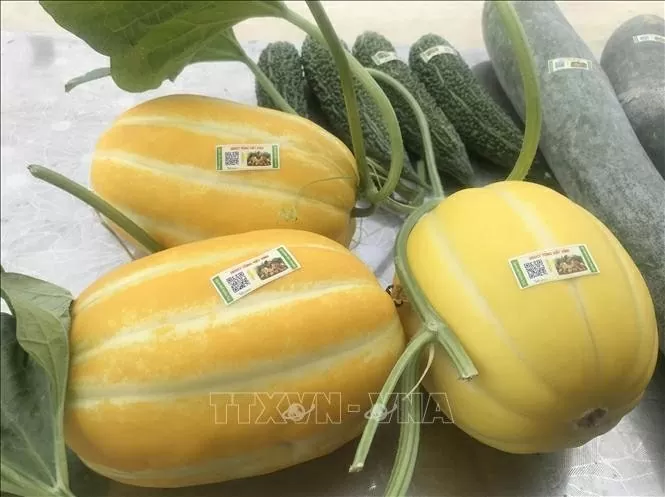 Melons labelled with traceability codes on display at the Song Van agricultural produce store in Ninh Binh city, Ninh Binh province. 