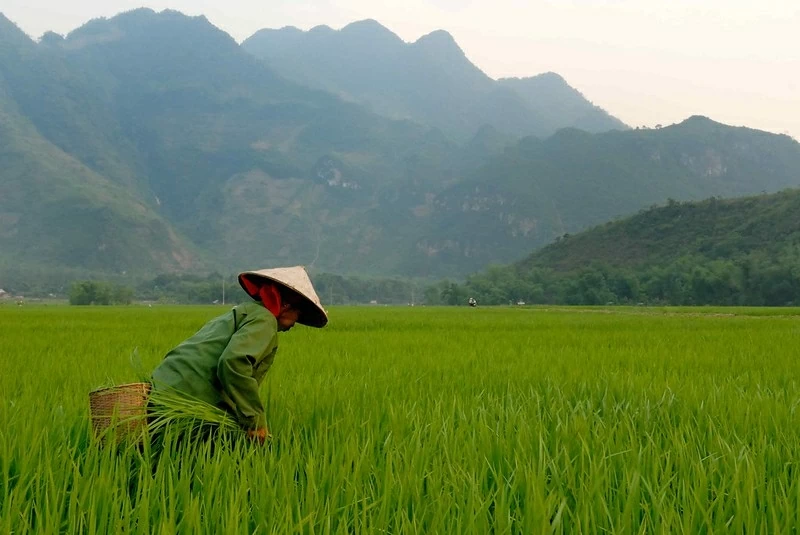 The flourishing green of Vietnam-Egypt relations