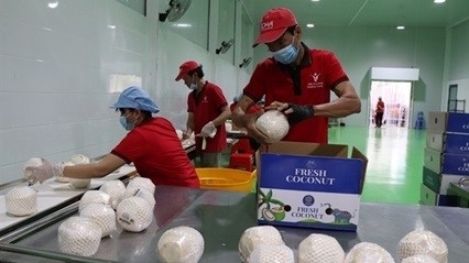 Vinh Long unlocks billion dollar potential for coconut exports