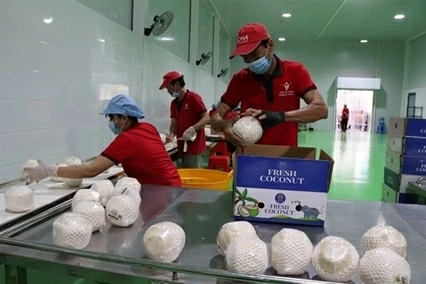 Workers package fresh coconuts for export at a processing facility in Vinh Long province. (Photo: VNA) Workers package fresh coconuts for export at a processing facility in Vinh Long province. (Photo: VNA)