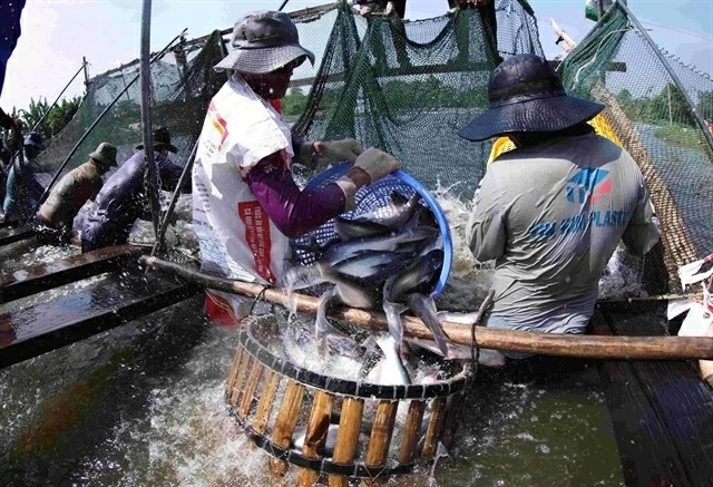 Farmers harvest pangasius at a fish farm in An Giang province, where the industry continues to adapt to shifting global demand. (Photo: VNA)