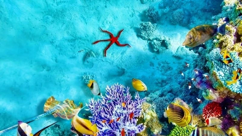 Vietnam reaffirms strong commitment to marine and ocean protection under the BBNJ Agreement: Permanent Deputy FM Vietnam reaffirms strong commitment to marine and ocean protection under the BBNJ Agreement: Permanent Deputy FM