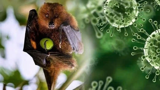 Ministry of Foreign Affairs provides information on the prevention and control of Nipah Virus in Vietnam