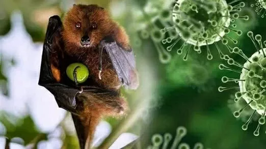 Ministry of Foreign Affairs provides information on the prevention and control of Nipah Virus in Vietnam