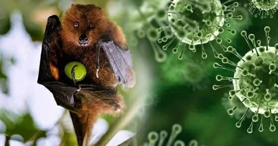 Ministry of Foreign Affairs provides information on the prevention and control of Nipah Virus in Vietnam Ministry of Foreign Affairs provides information on the prevention and control of Nipah Virus in Vietnam