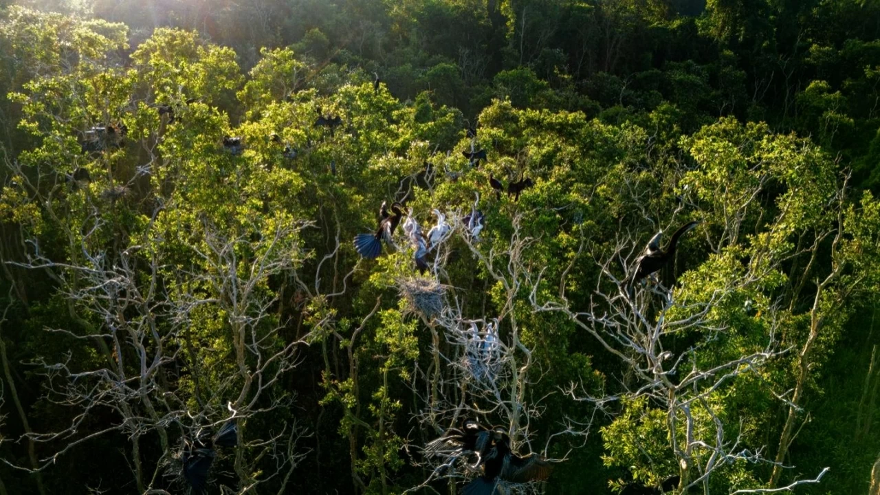 The sound map at the heart of Dong Thap Muoi's saline land The sound map at the heart of Dong Thap Muoi's saline land