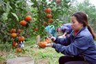 Amid Middle East tensions, Vietnam’s agriculture sector maintains stability