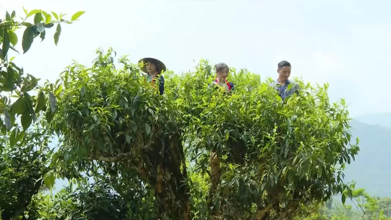 Leveraging value of ancient Shan Tuyet Tea Region in developing circular agricultural tourism in Ho Thau Commune of Tuyen Quang province