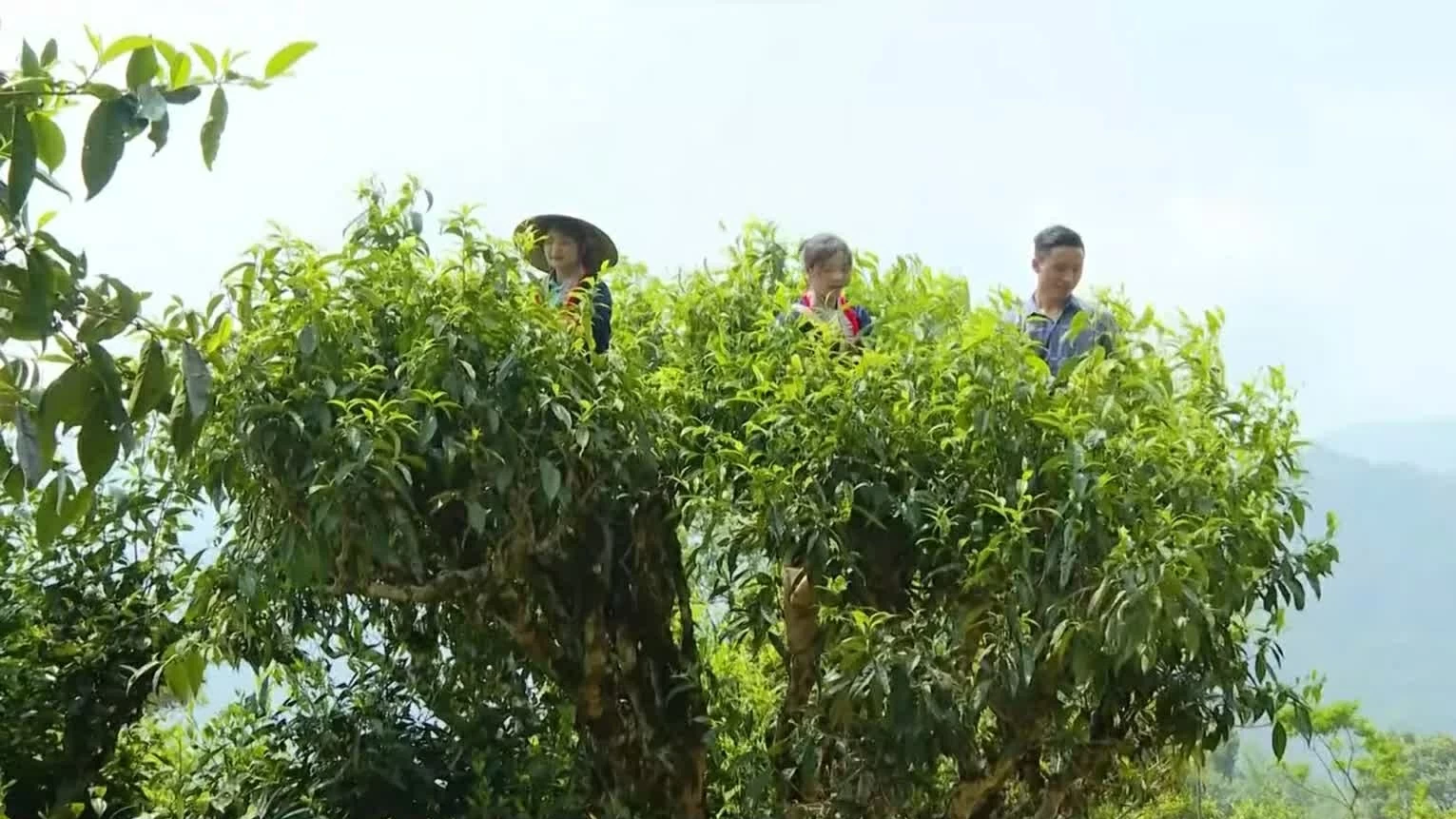 Leveraging value of ancient Shan Tuyet Tea Region in developing circular agricultural tourism in Ho Thau Commune of Tuyen Quang province
