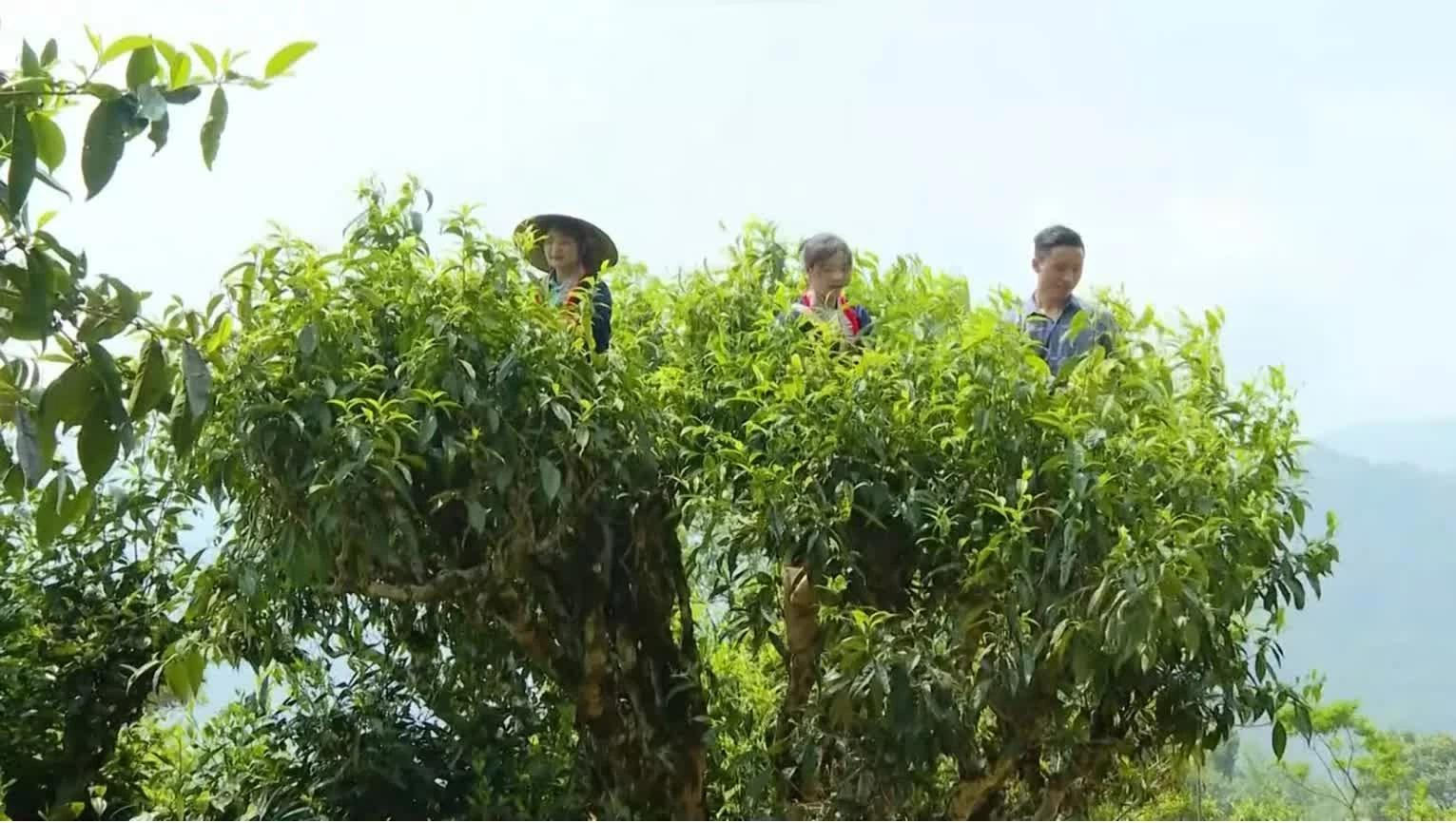 Leveraging value of ancient Shan Tuyet Tea Region in developing circular agricultural tourism in Ho Thau Commune of Tuyen Quang province