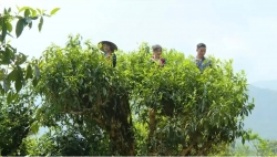 Leveraging value of ancient Shan Tuyet Tea Region in developing circular agricultural tourism in Ho Thau Commune of Tuyen Quang province