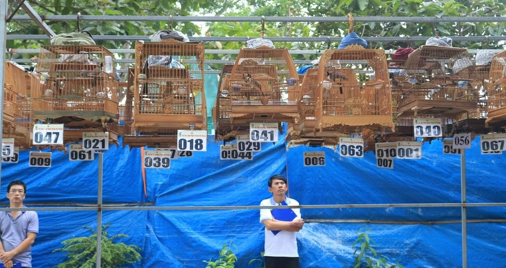Hai nhân vật chính - Chích chòe than và Hút mật 5 màu Hai nhân vật chính - Chích chòe than và Hút mật 5 màu