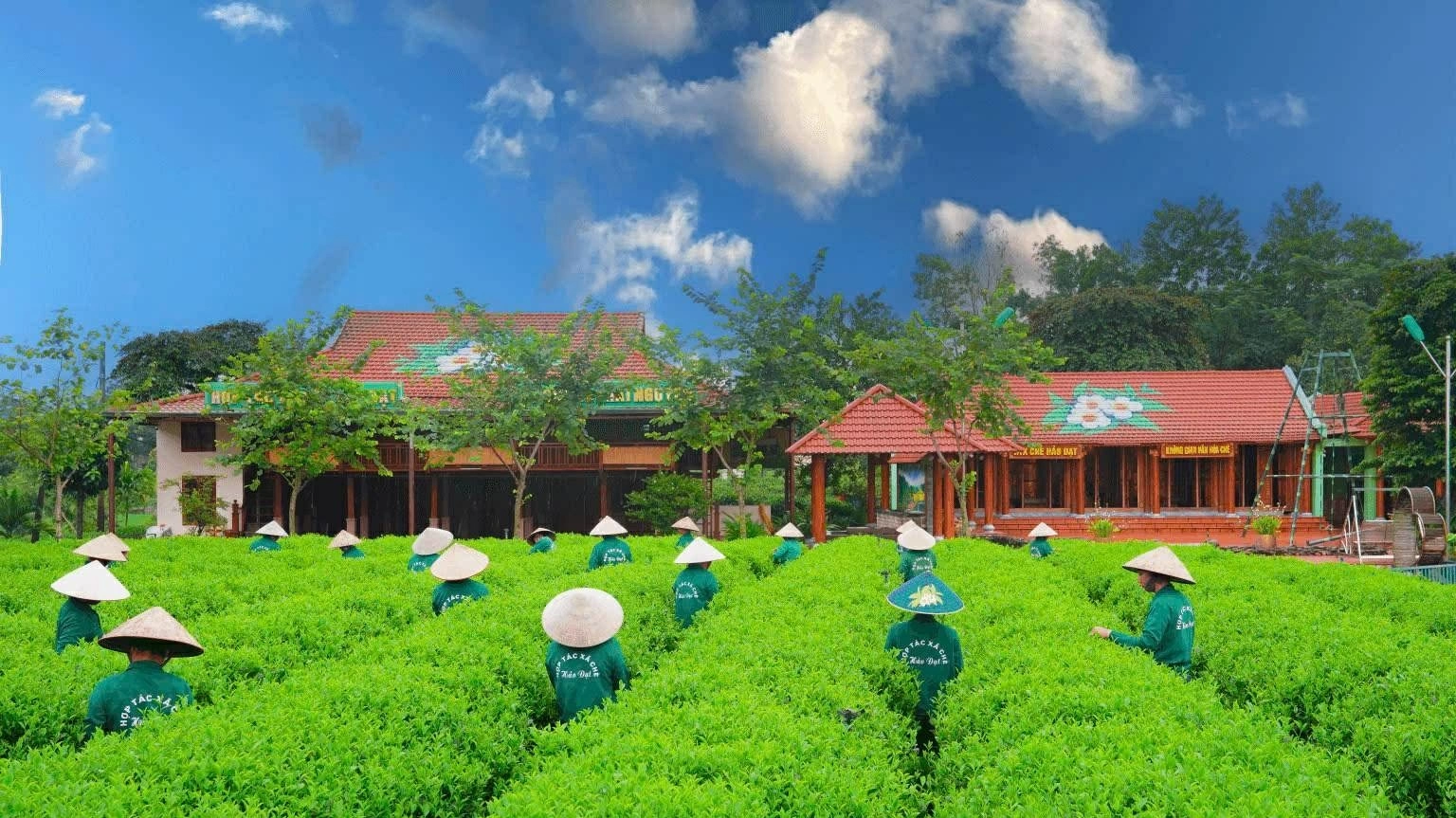 Ministry of Foreign Affairs joins Thai Nguyen in organizing International Tea Festival 2026