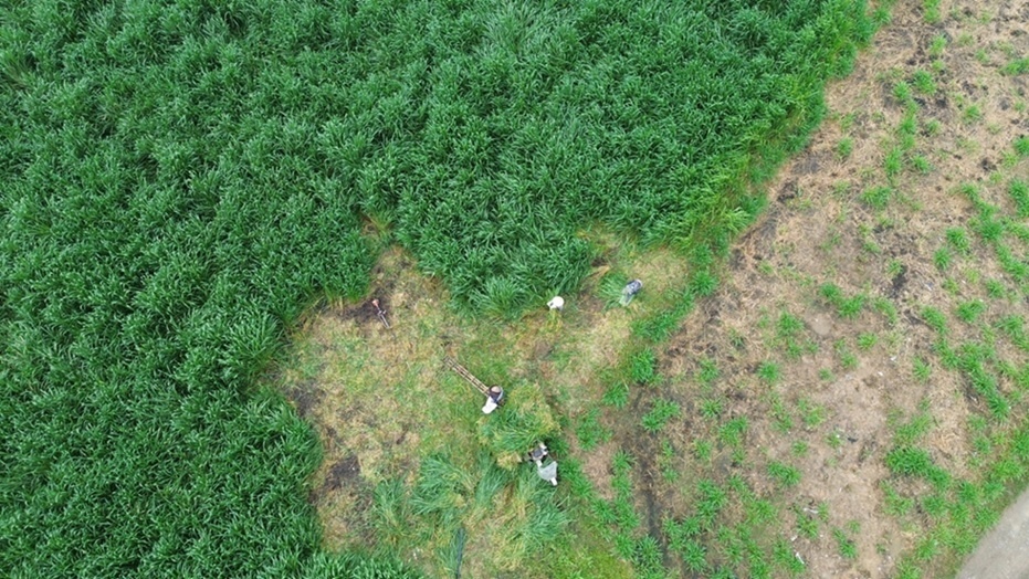 Kun fresh milk and the story of farmers creating million-dollar fields in Tuyen Quang