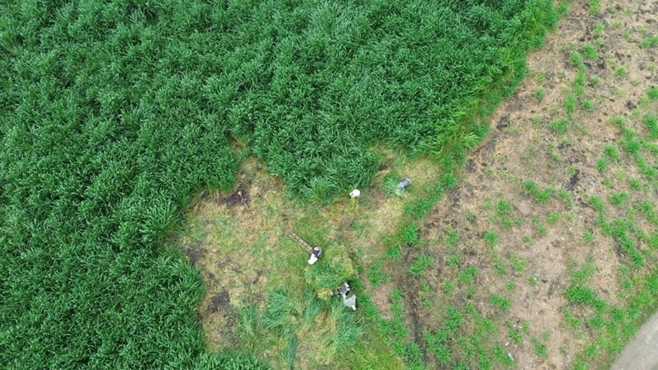 Kun fresh milk and the story of farmers creating million-dollar fields in Tuyen Quang