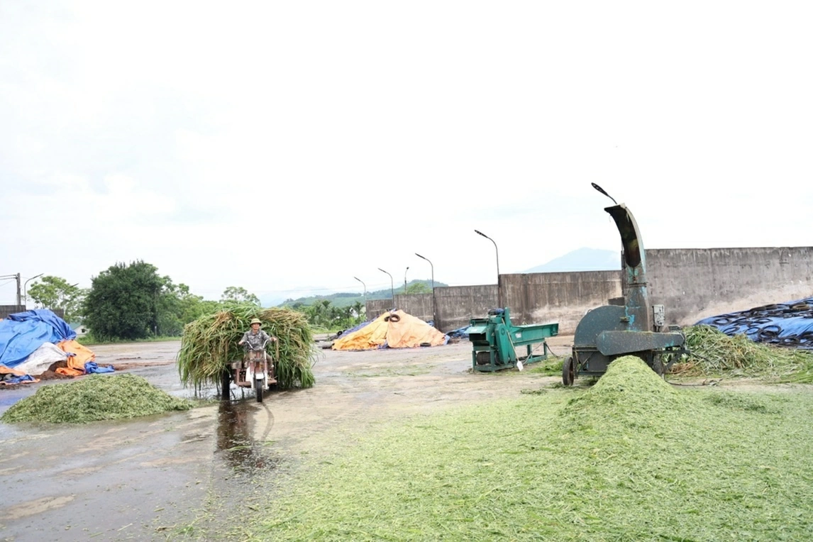 Kun fresh milk and the story of farmers creating million-dollar fields in Tuyen Quang