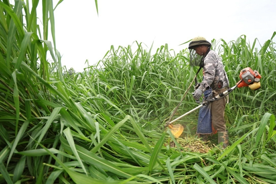 Kun fresh milk and the story of farmers creating million-dollar fields in Tuyen Quang