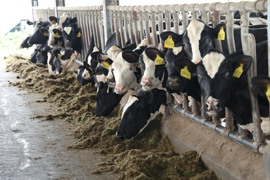 Kun fresh milk and the story of farmers creating million-dollar fields in Tuyen Quang