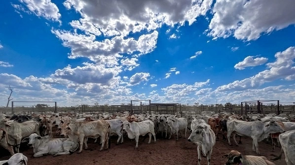 Newry Farm and the investment story of Vietnamese enterprises in Northern Territory, Australia