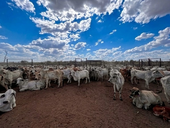 Newry Farm and the investment story of Vietnamese enterprises in Northern Territory, Australia