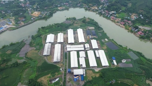 Dairy cow farming model: Creating 'skilled farmers', building new-style rural areas