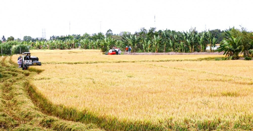 Can Tho sets out plan for $577,300 GoRice project to boost low-carbon rice production Can Tho sets out plan for $577,300 GoRice project to boost low-carbon rice production