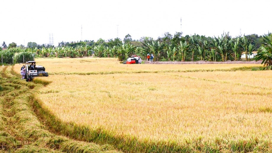 Can Tho sets out plan for $577,300 GoRice project to boost low-carbon rice production