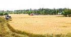 Can Tho sets out plan for $577,300 GoRice project to boost low-carbon rice production