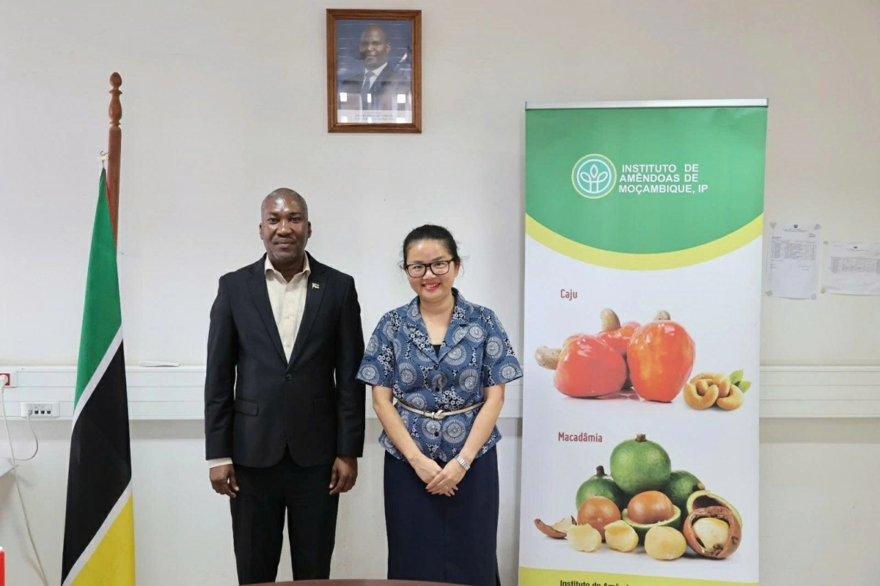 Ambassador Tran Thi Thu Thin works with Director of Mozambique Cashew Institute to enhance cooperation on potential agricultural products Ambassador Tran Thi Thu Thin works with Director of Mozambique Cashew Institute to enhance cooperation on potential agricultural products