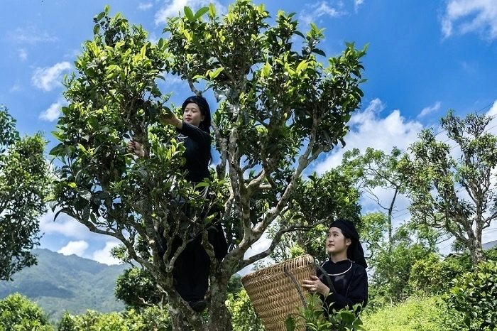 Cultural Tea Experience for the Diplomatic Corps at the International Tea Festival – Thai Nguyen 2026 Cultural Tea Experience for the Diplomatic Corps at the International Tea Festival – Thai Nguyen 2026