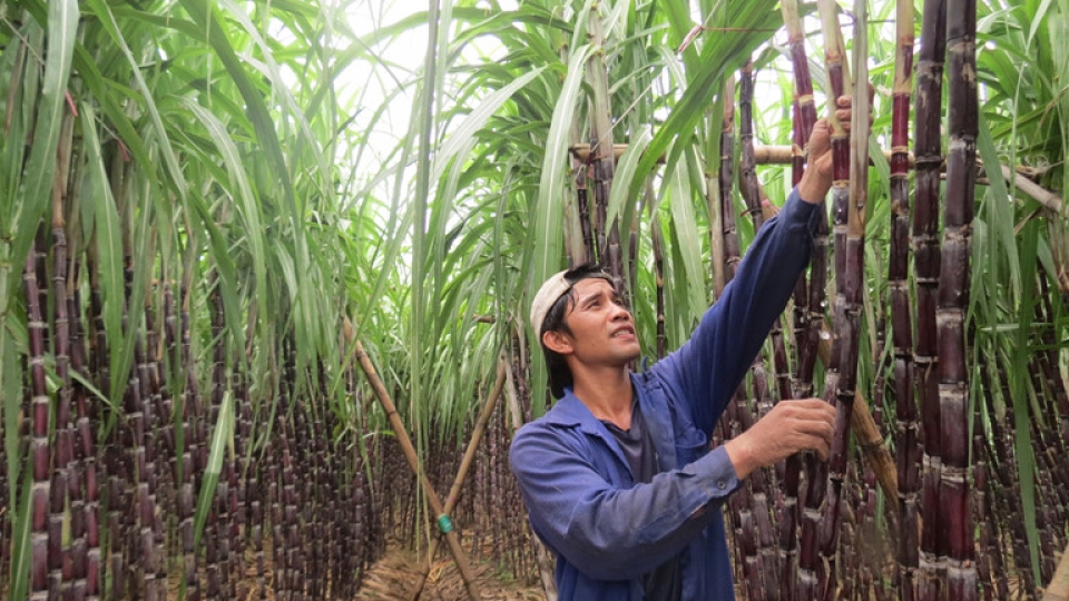 ATIGA regulations worry local sugar manufacturers atiga regulations worry local sugar manufacturers