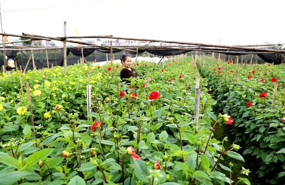 tay tuu flower village springs into life for tet