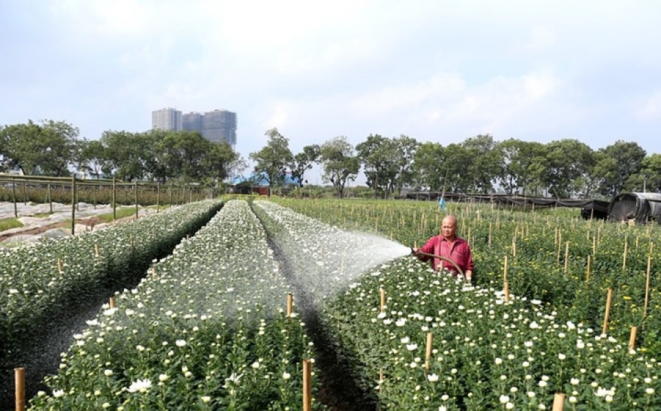 tay tuu flower village springs into life for tet