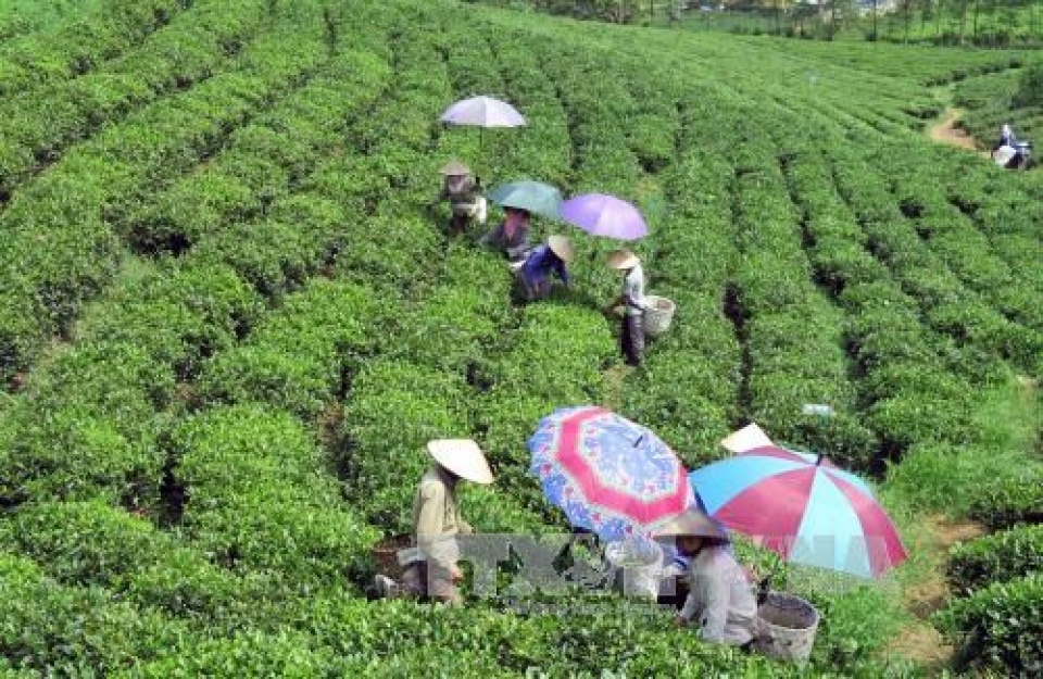 vietnams five month tea export sees strong growth