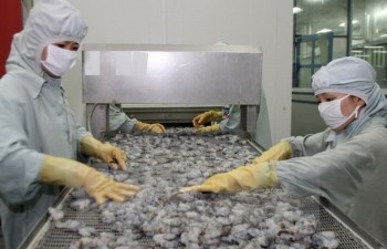 Australia eases shrimp import suspension