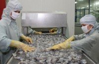 more shrimp farming cooperatives meet asc standards