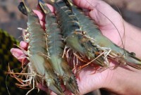 chinese market promising for vietnams shrimps as exports surge 30