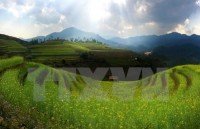 quang ngai seeks measures for sustainable tourism on ly son island